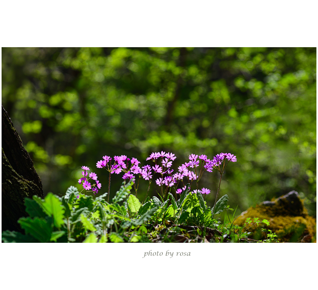 DSC_7041 세정사 앵초.jpg