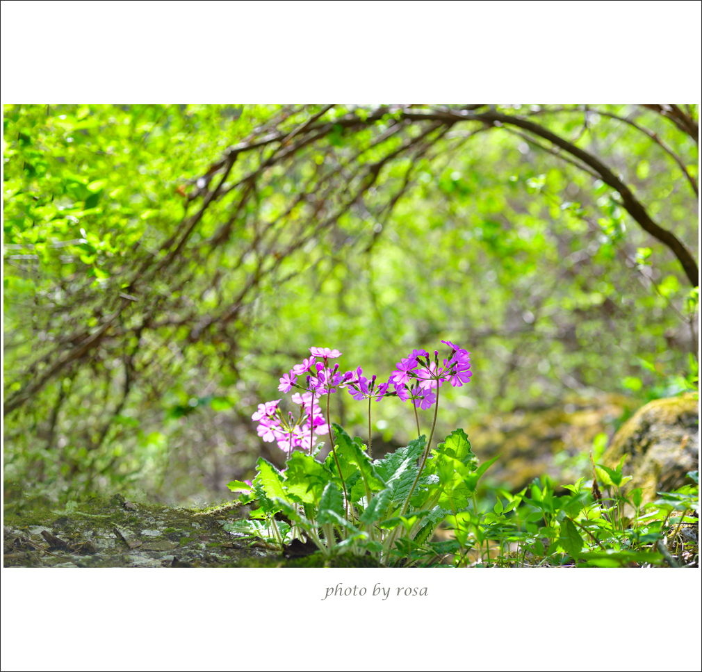 DSC_7053 세정사 앵초.jpg