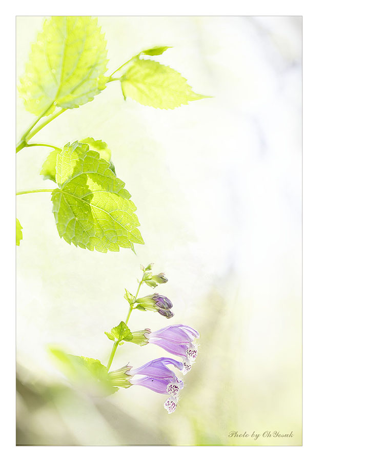 060A9115-1 -900복사 사본.jpg