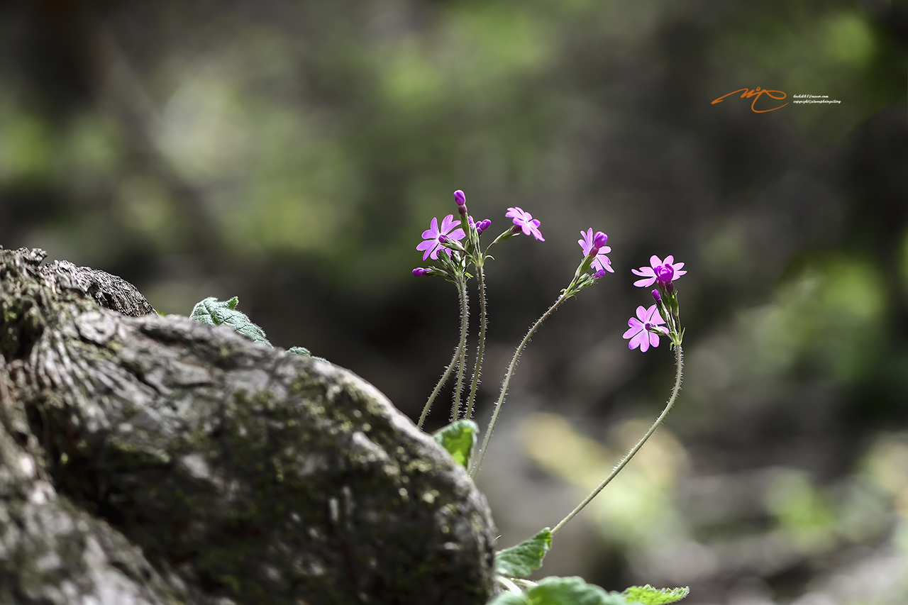 _DSC7578_00001-2.jpg
