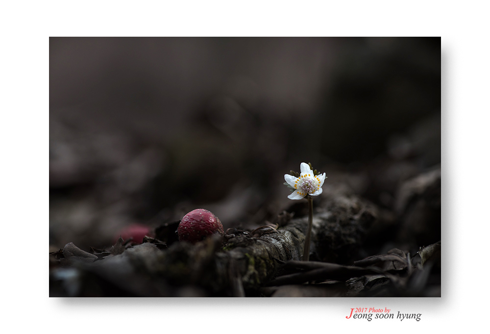 dsc_6563r.jpg