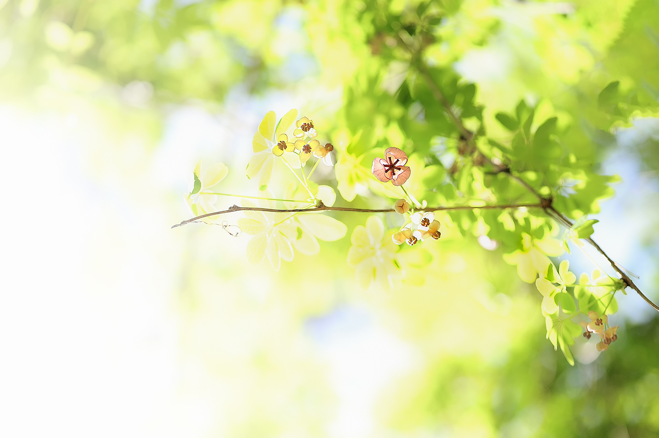 _SMJ0766_00001-3.jpg