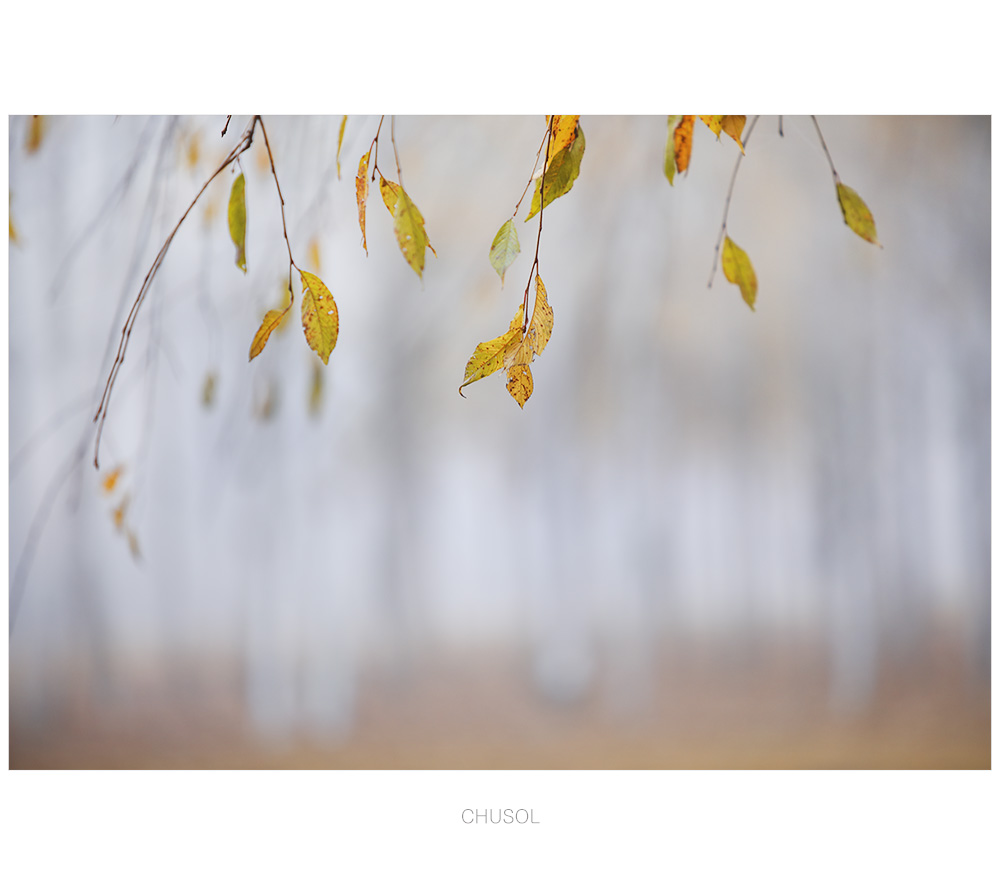 _D3A7931.jpg