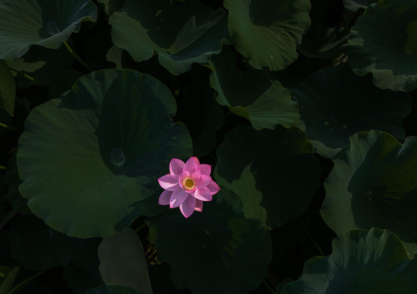 DJI_0586.jpg