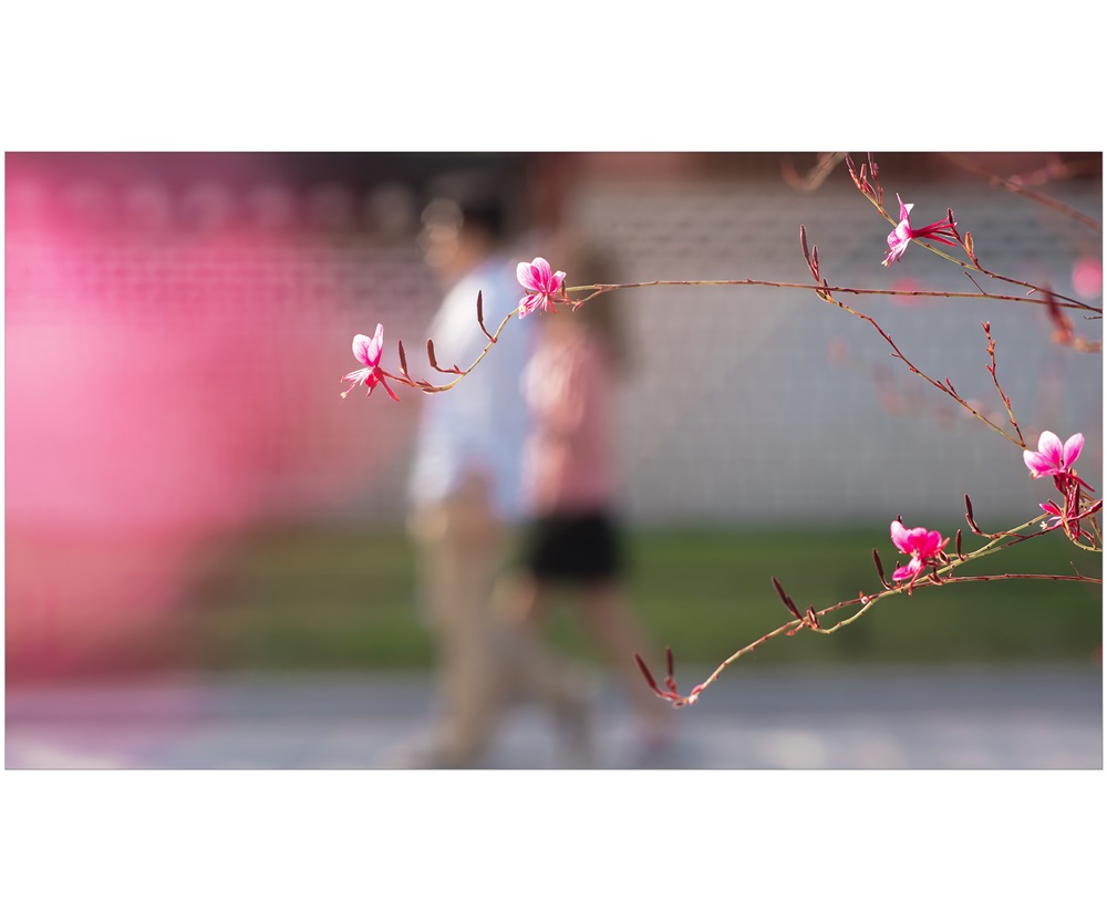 핑크러브.jpg