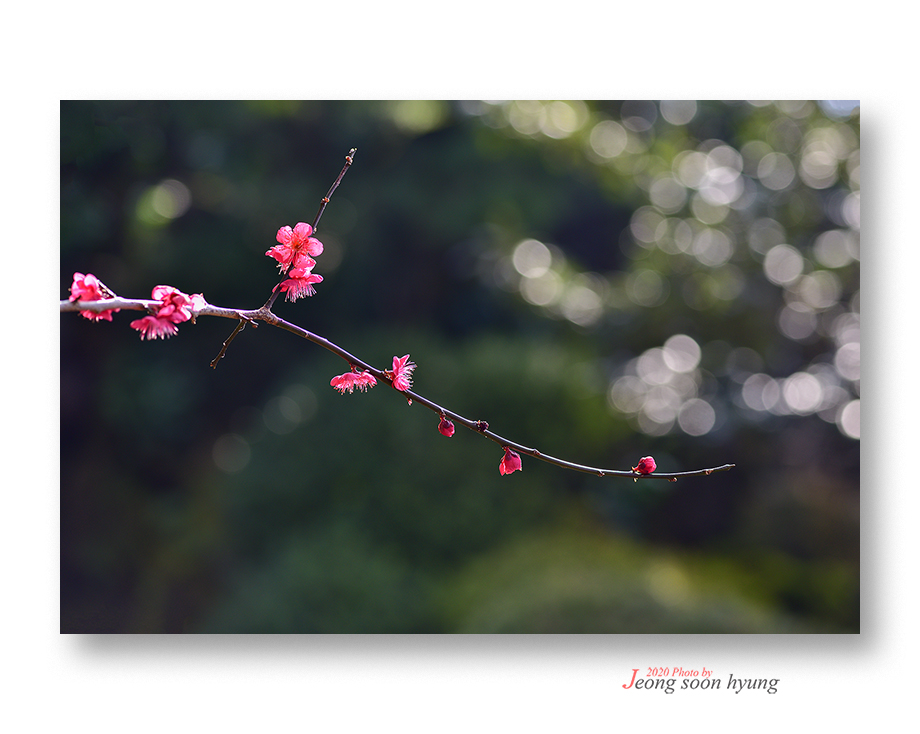 DSC_8122r.jpg