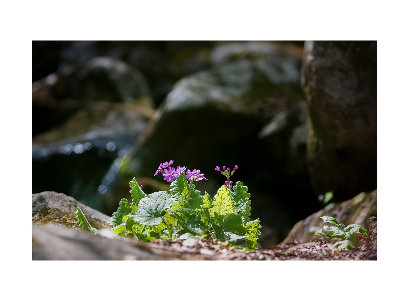 앵초카페 (1).jpg