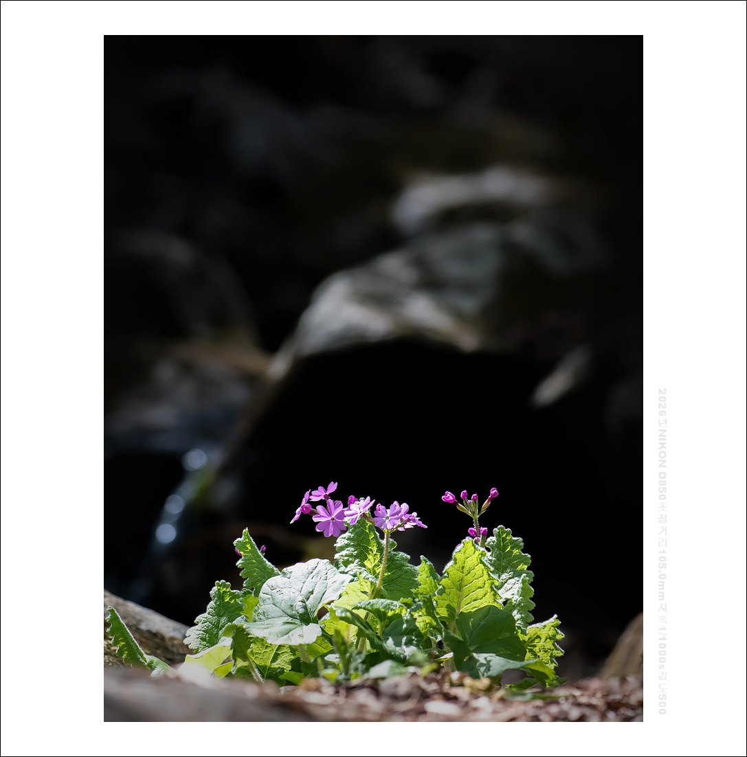 앵초카페 (2).jpg