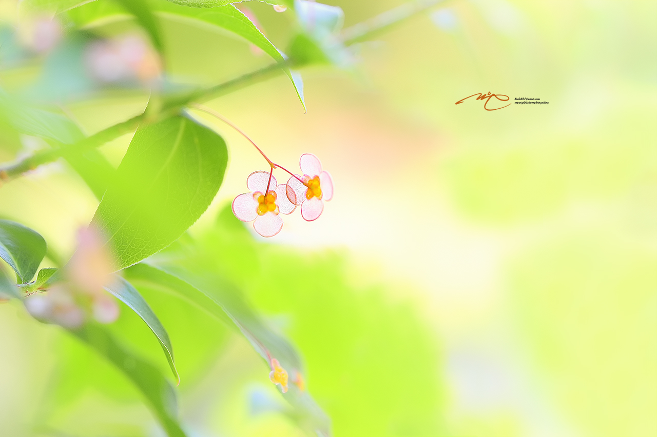 _SMJ9404_00001-3.jpg