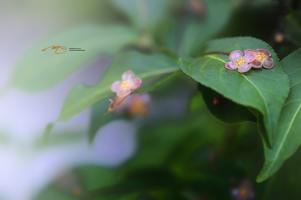 _SMJ9375_00001-3.jpg