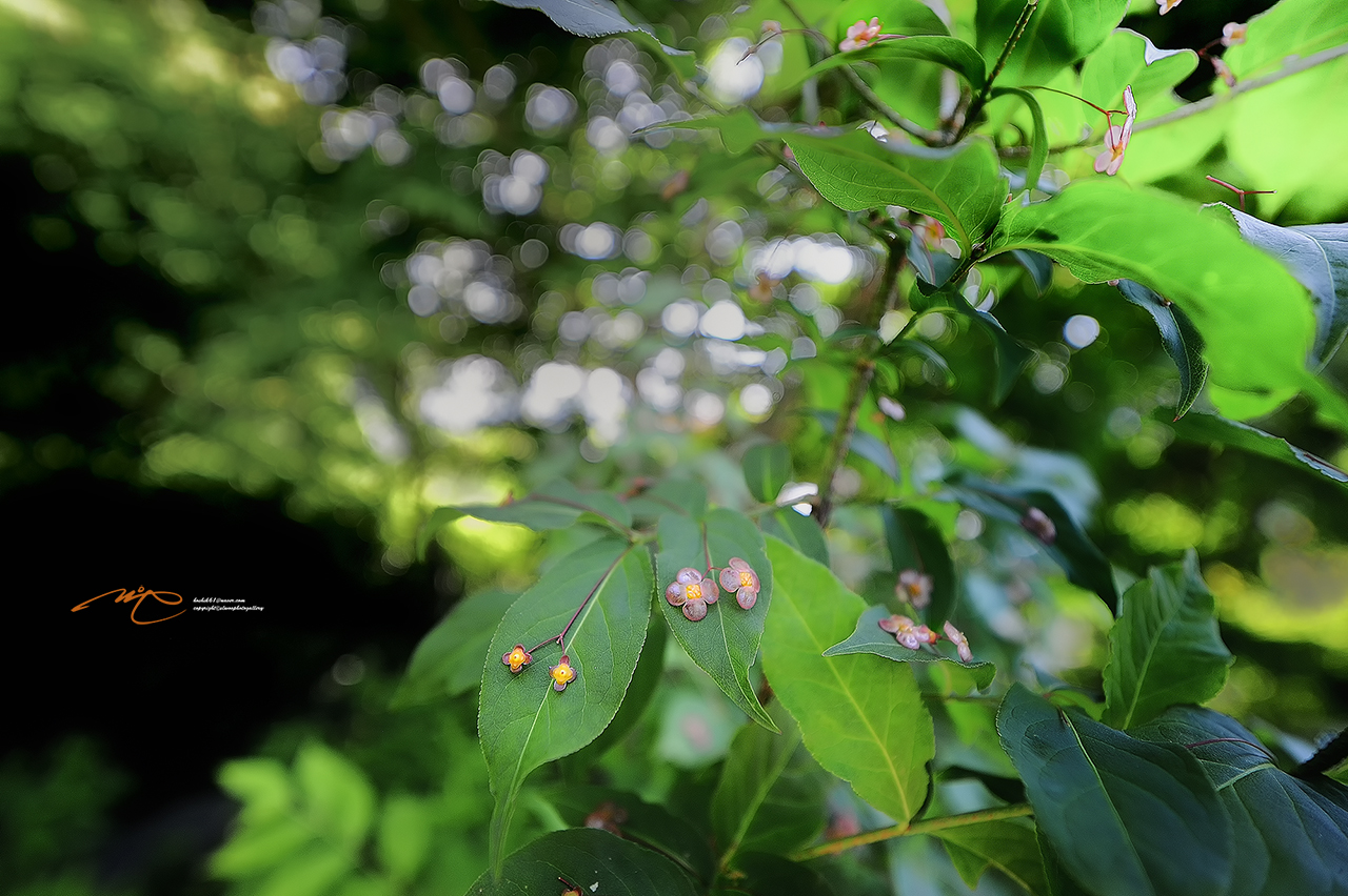 _SMJ9465_00001-3.jpg