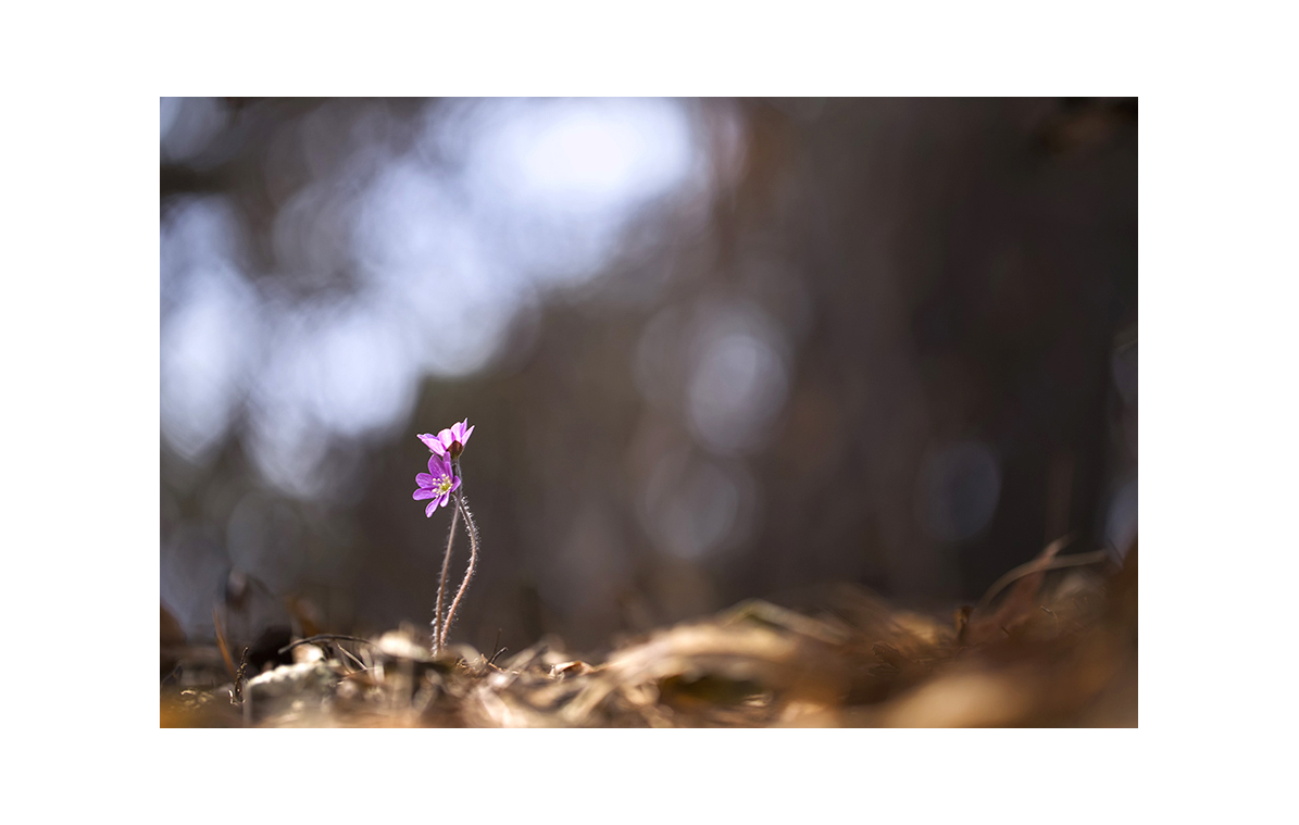 _mg_3852.jpg