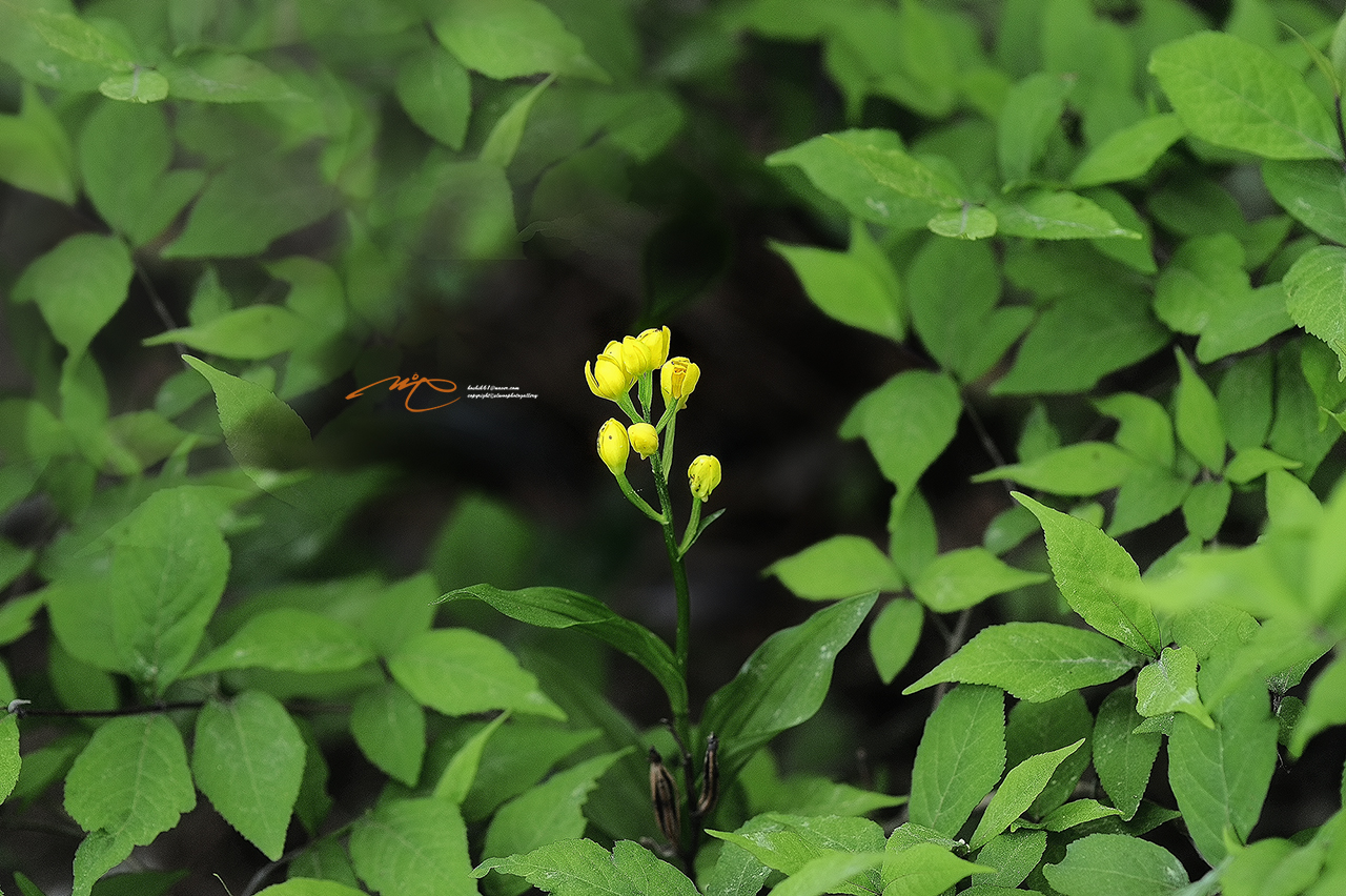 _SMJ4978_00001-3.jpg