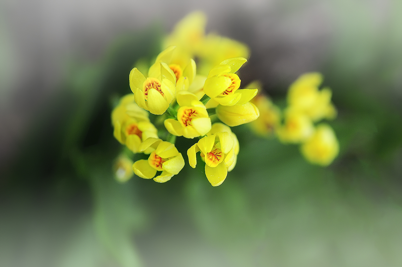 _SMJ4969_00001-2-1.jpg