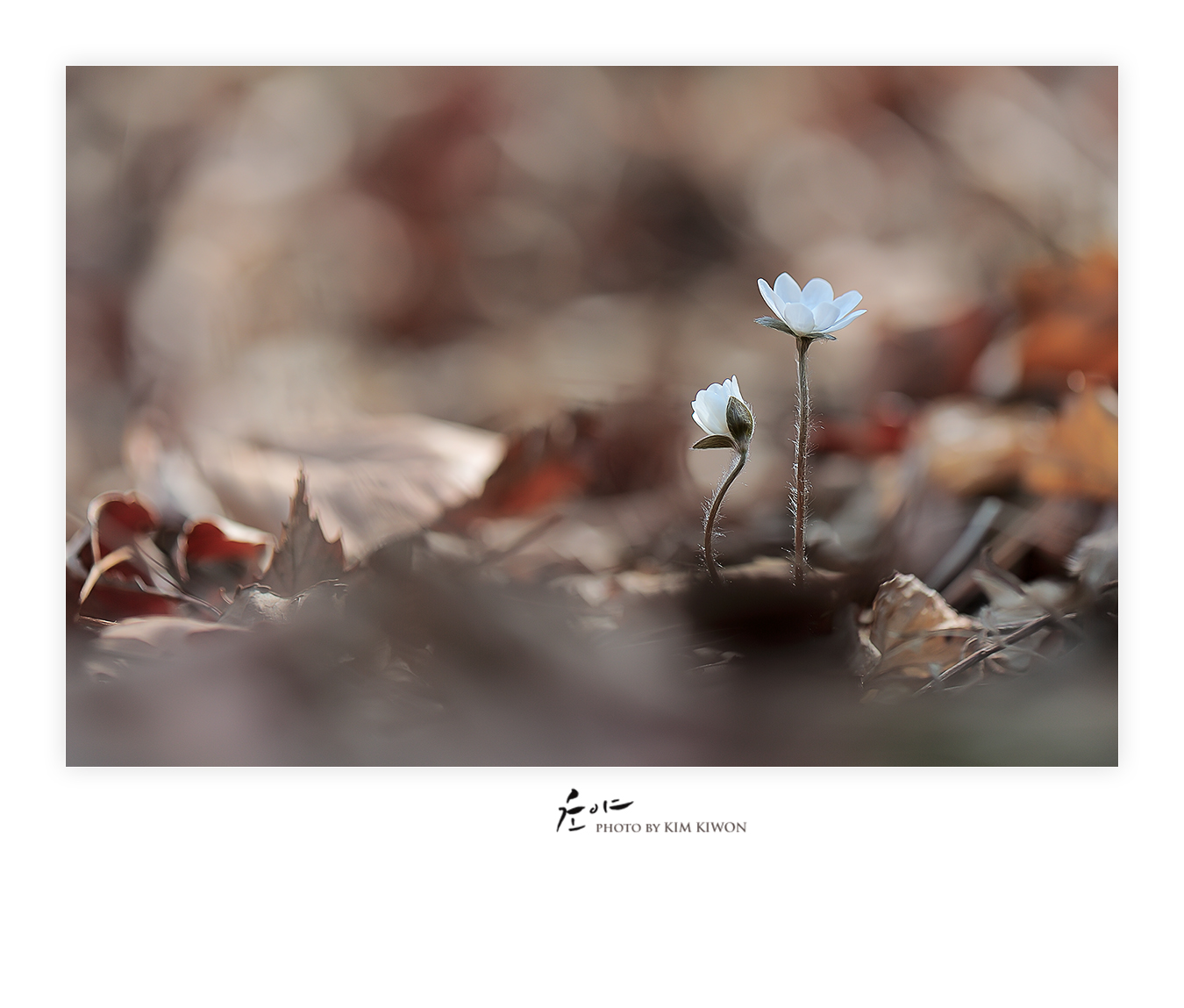 won_1372_복사.jpg
