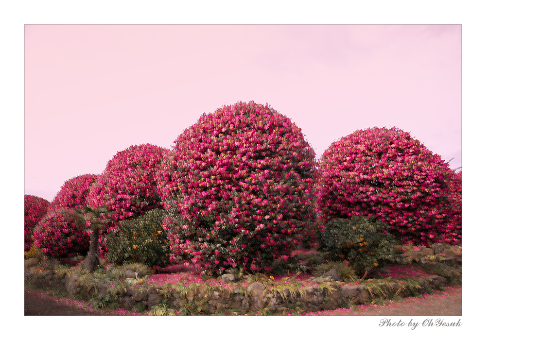 BL1A9094 사본1 복사-260114 복사 사본.jpg