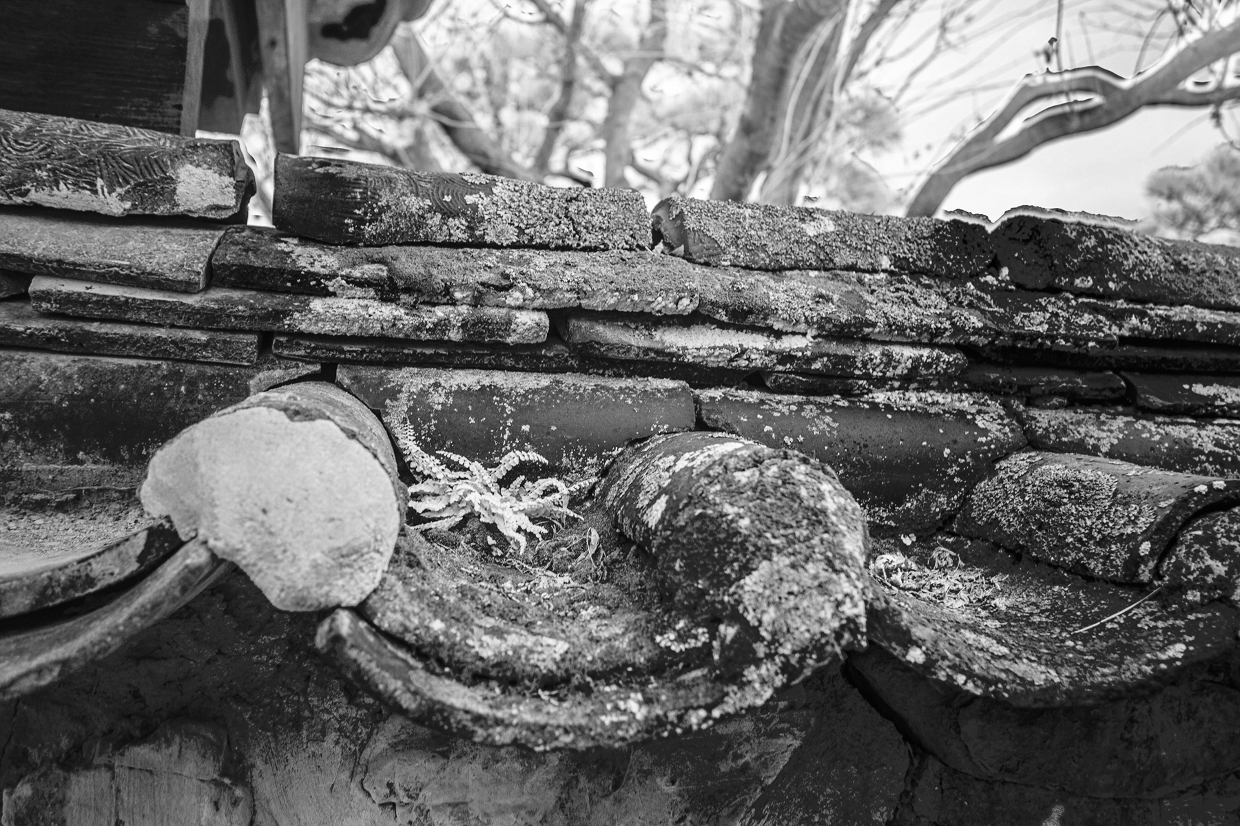 IMG_8963-HDR deep IR Chrome bw.jpg