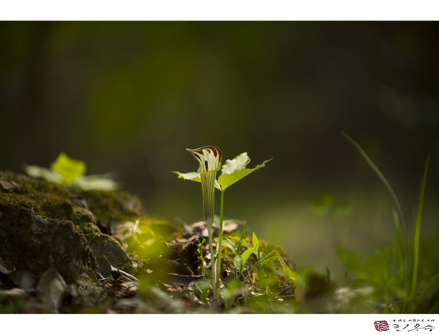 _dsc3380_복사.jpg