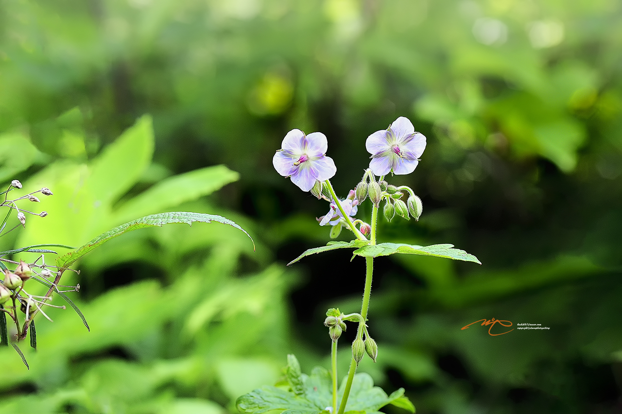 _SMJ1122_00001-3.jpg