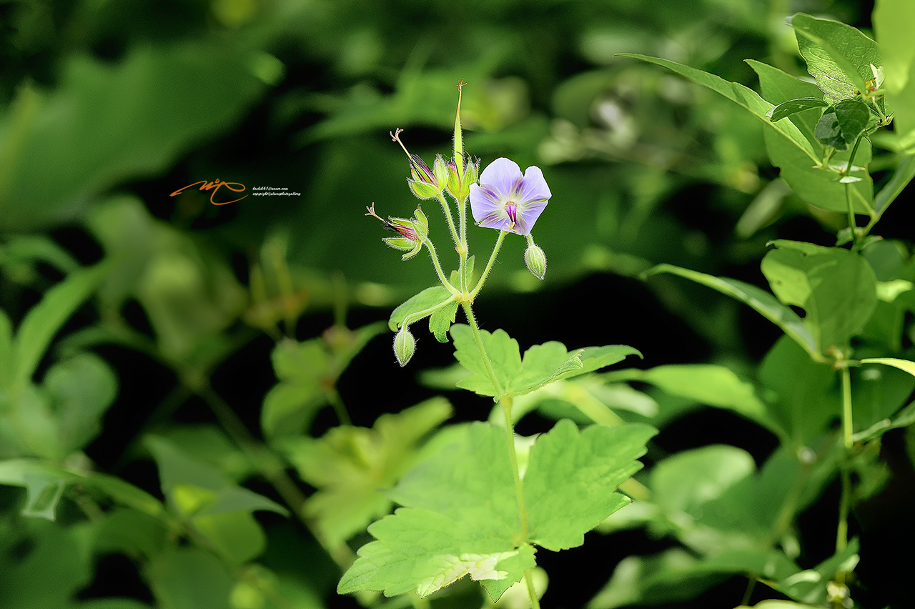 _SMJ1140_00001-3.jpg