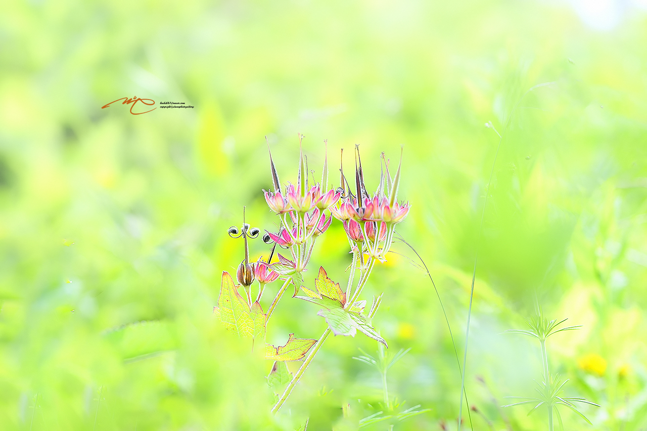 _SMJ1082_00001-3.jpg