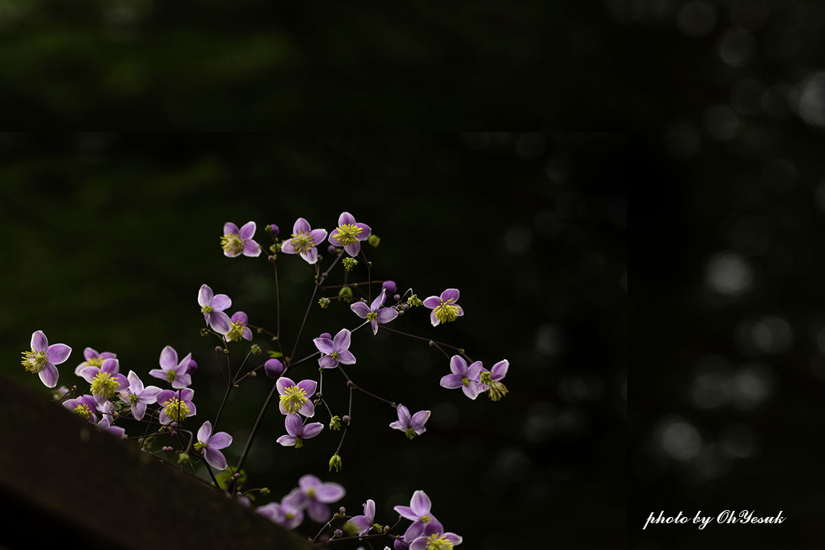 060A4273-2 복사 사본.jpg
