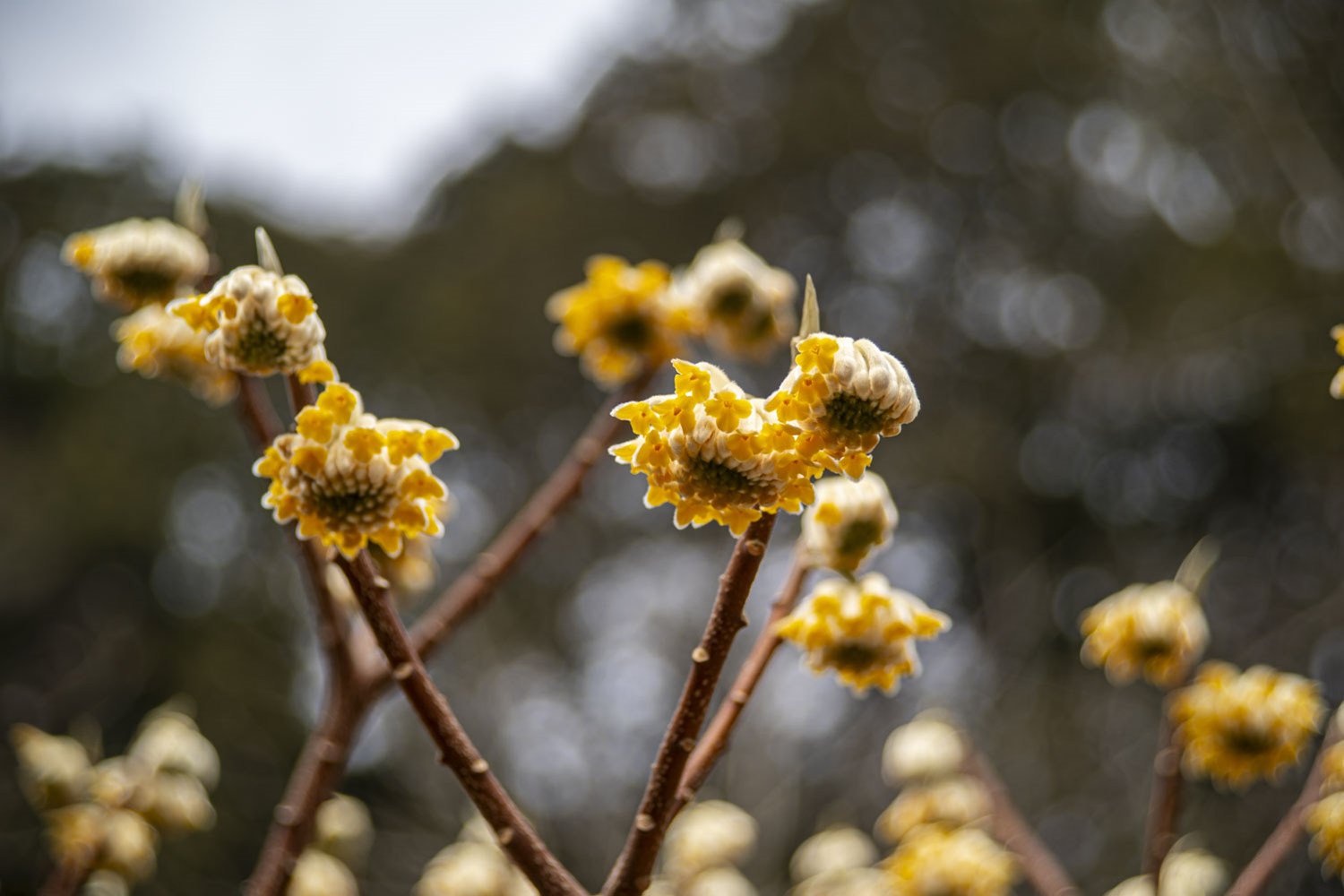 삼지닥나무 4.jpg