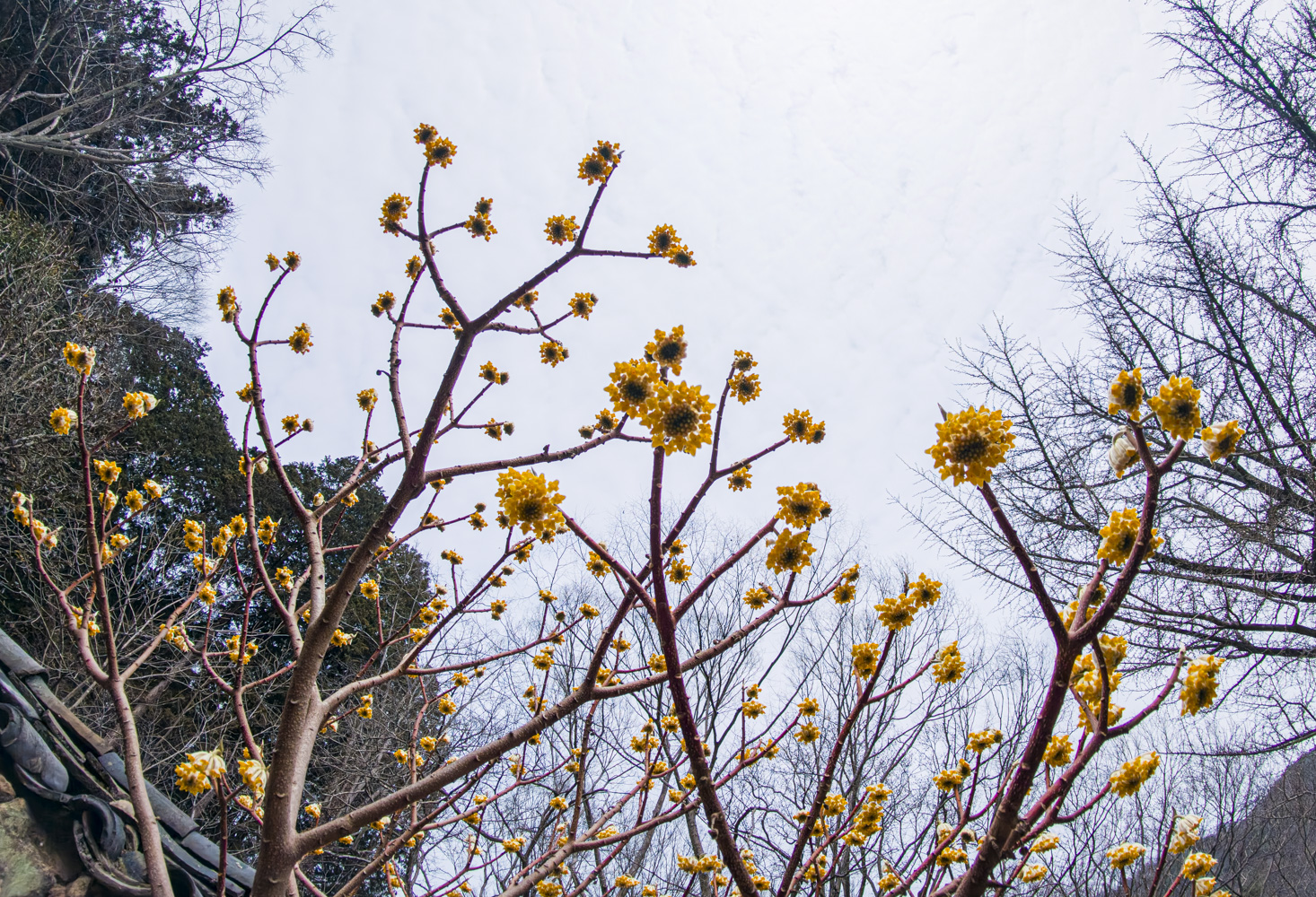 삼지닥나무 1.jpg