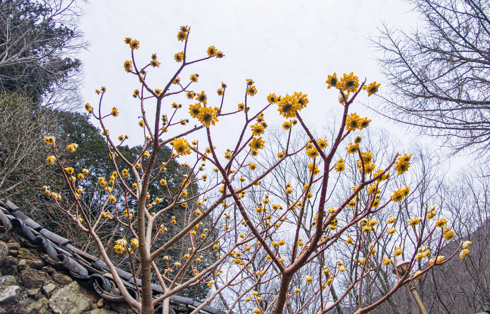 삼지닥나무 2.jpg