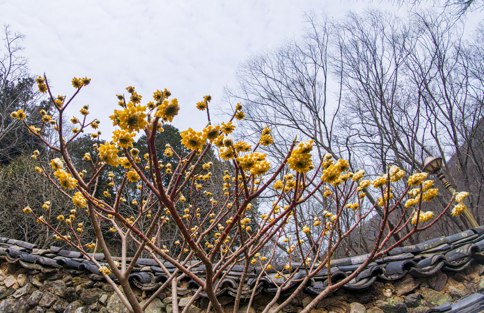 삼지닥나무 5.jpg