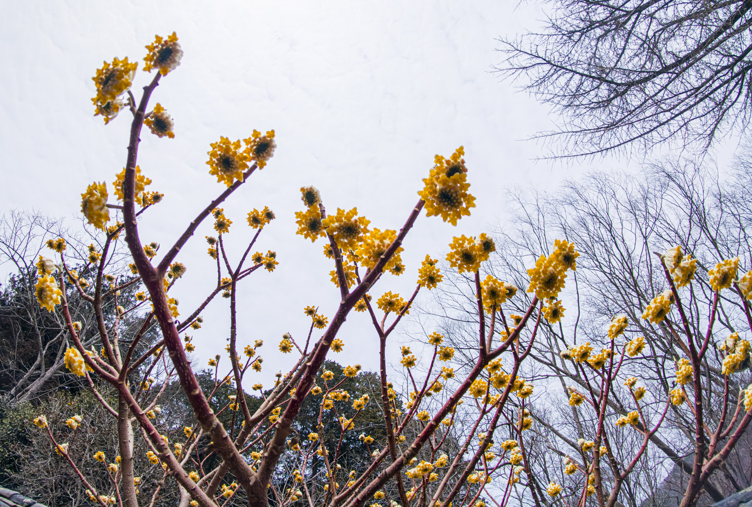 삼지닥나무 3.jpg