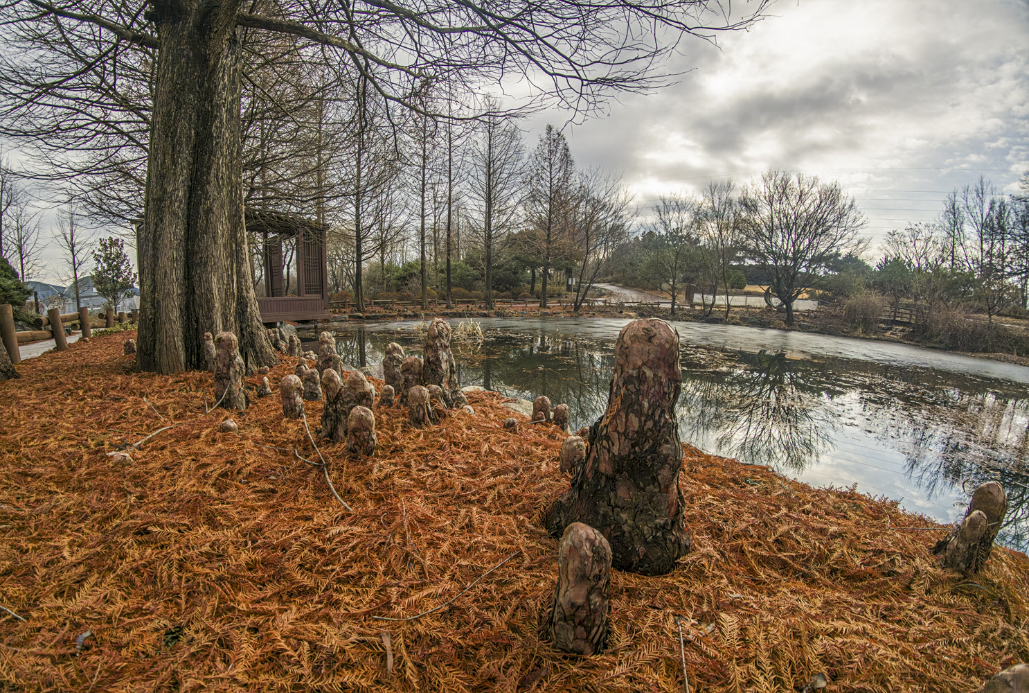 낙우송 호흡근 3 .JPG