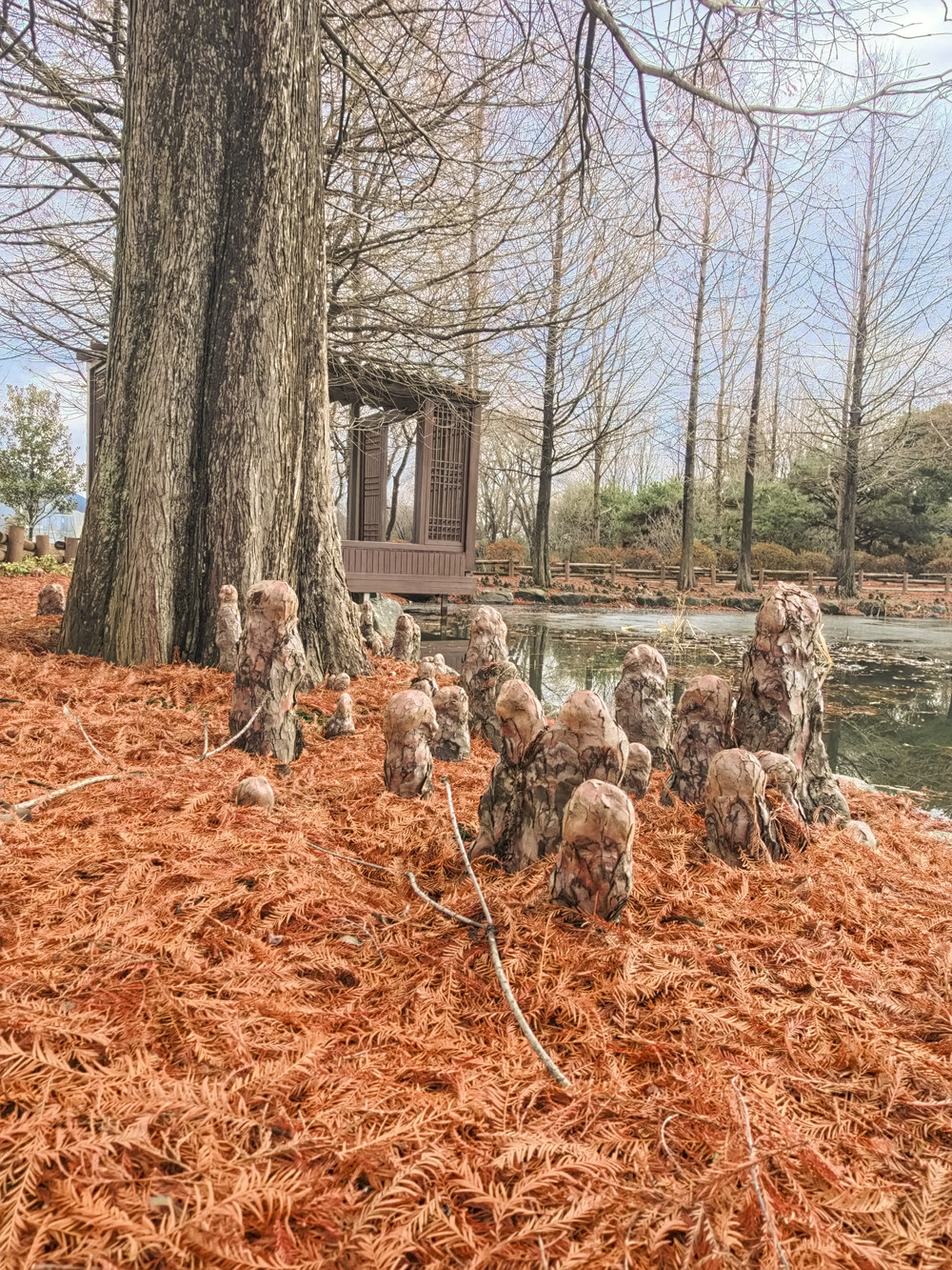 낙우송 호흡근 2 .JPG