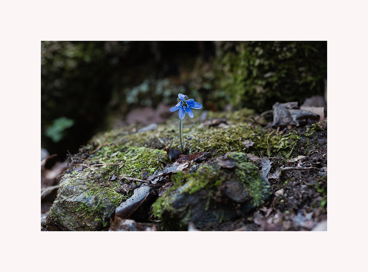 D55A0273-5.jpg