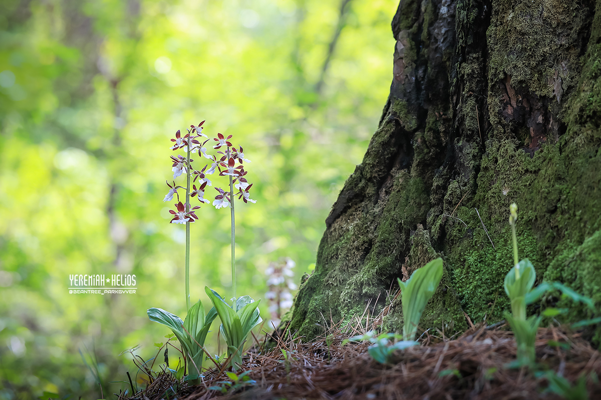 beantree250511_1227(YH)1200.jpg