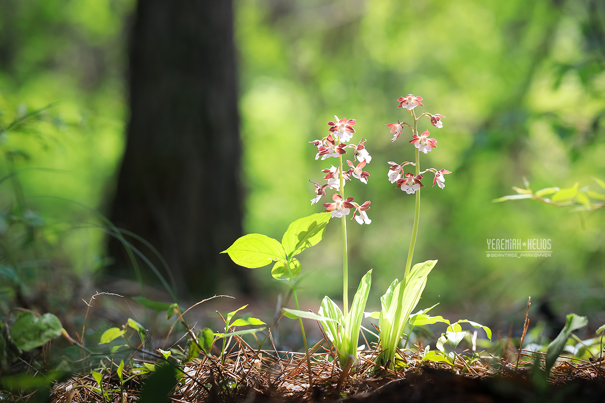 beantree250511_1245(YH)1200.jpg
