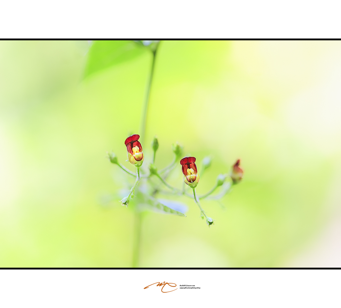 _SMJ0245_00001-4.jpg