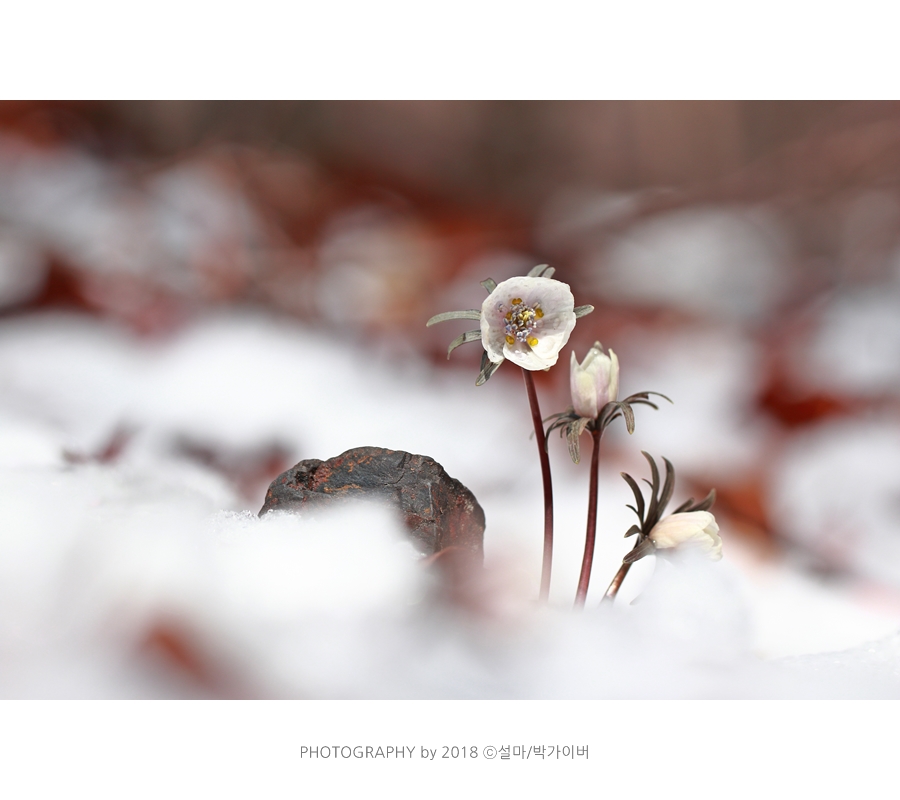 beantreeparkgyver_20180301_4459_fj_.jpg