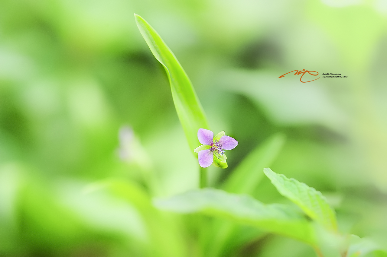 _SMJ8673_00001-3.jpg