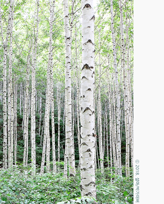beantree_20180818_8958_fj_.jpg