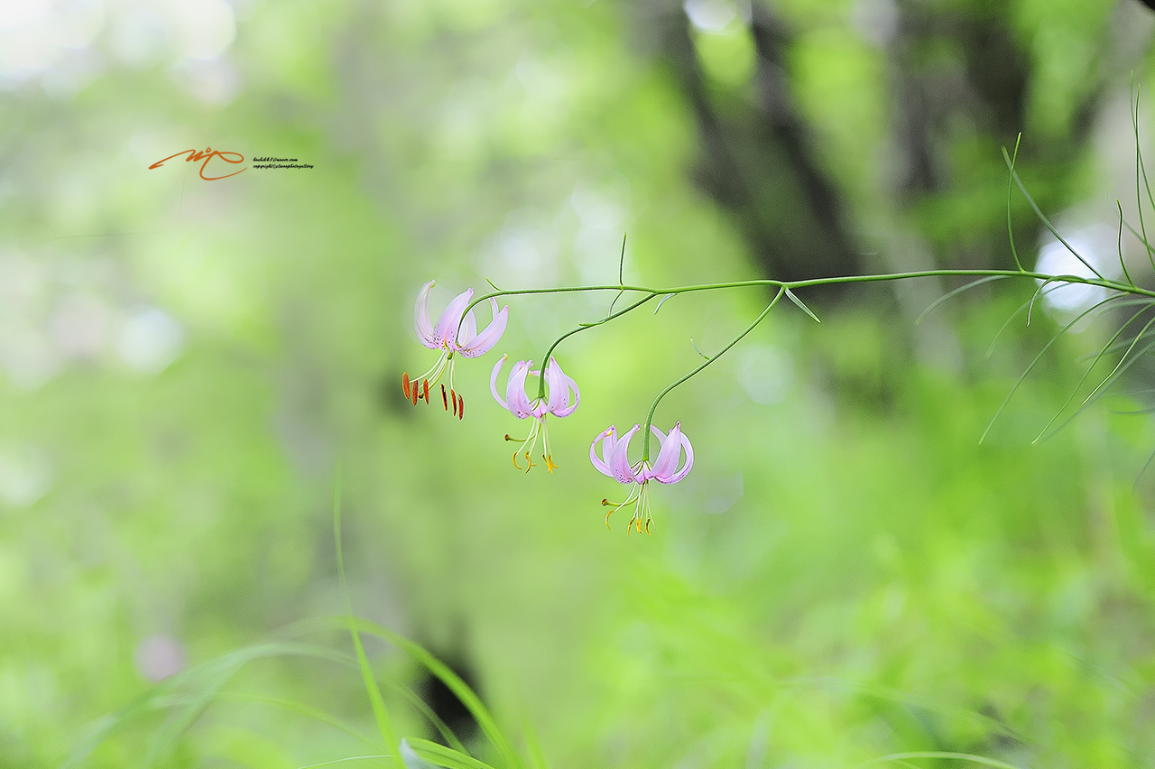 _SMJ2841_00001-3.jpg