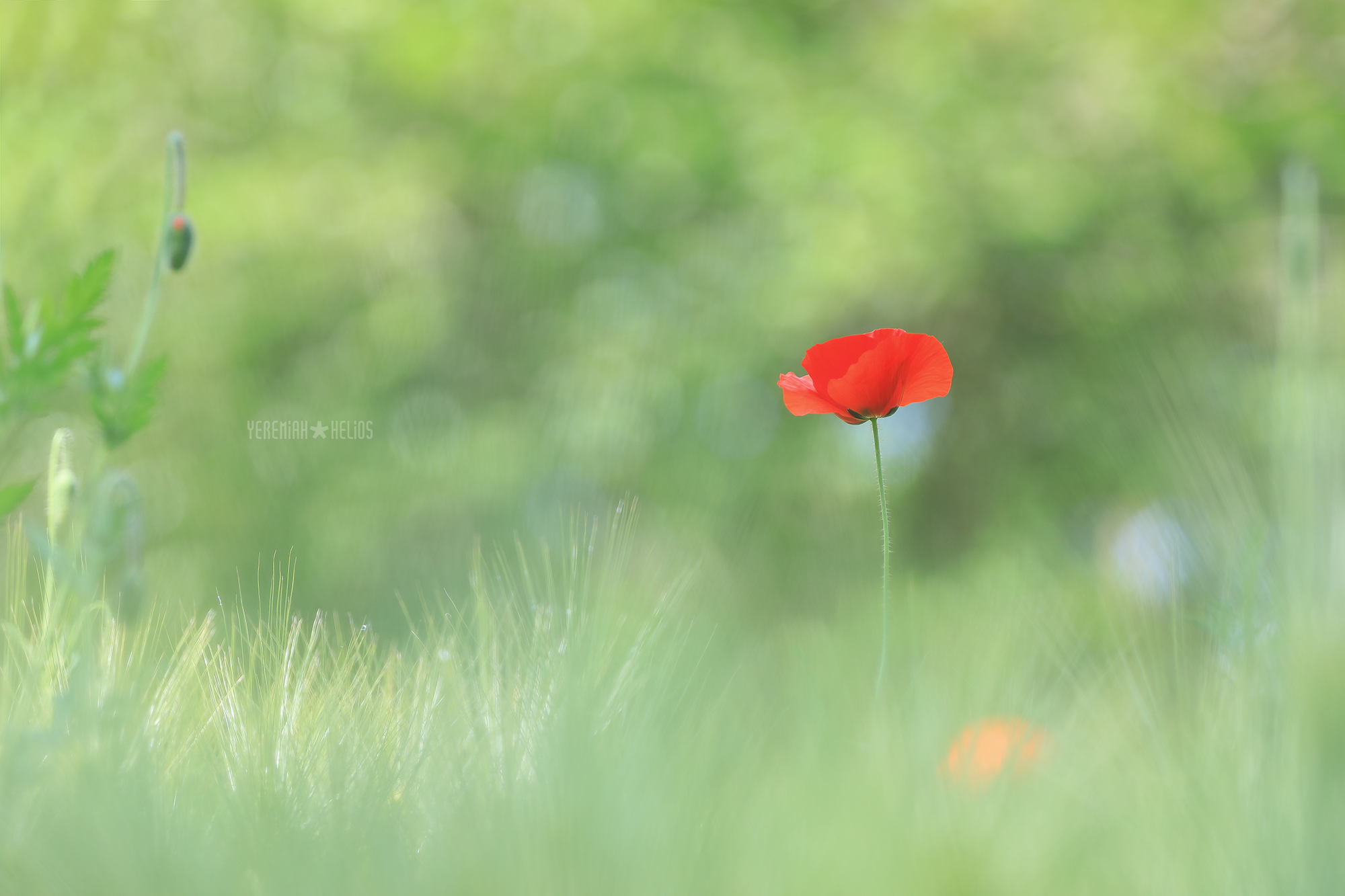 beantree260516_2091(YH)2000.jpg