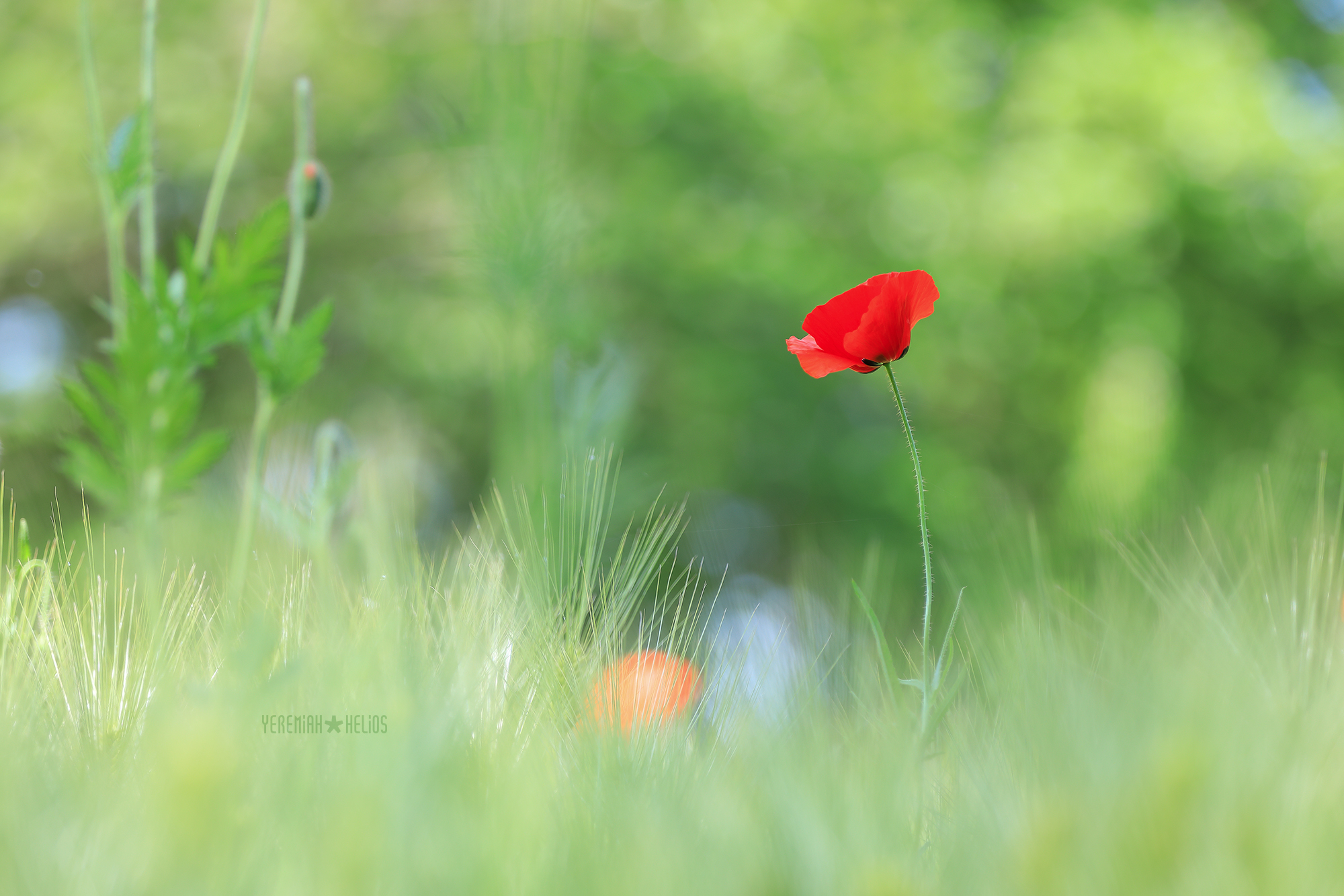 beantree260516_2090(YH)2000.jpg