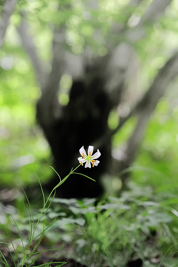 _SMJ3079_00001-2.jpg