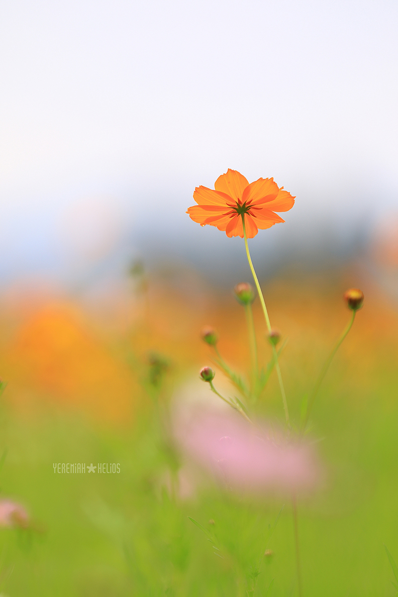 beantree260913_9940(YH)1200★.jpg
