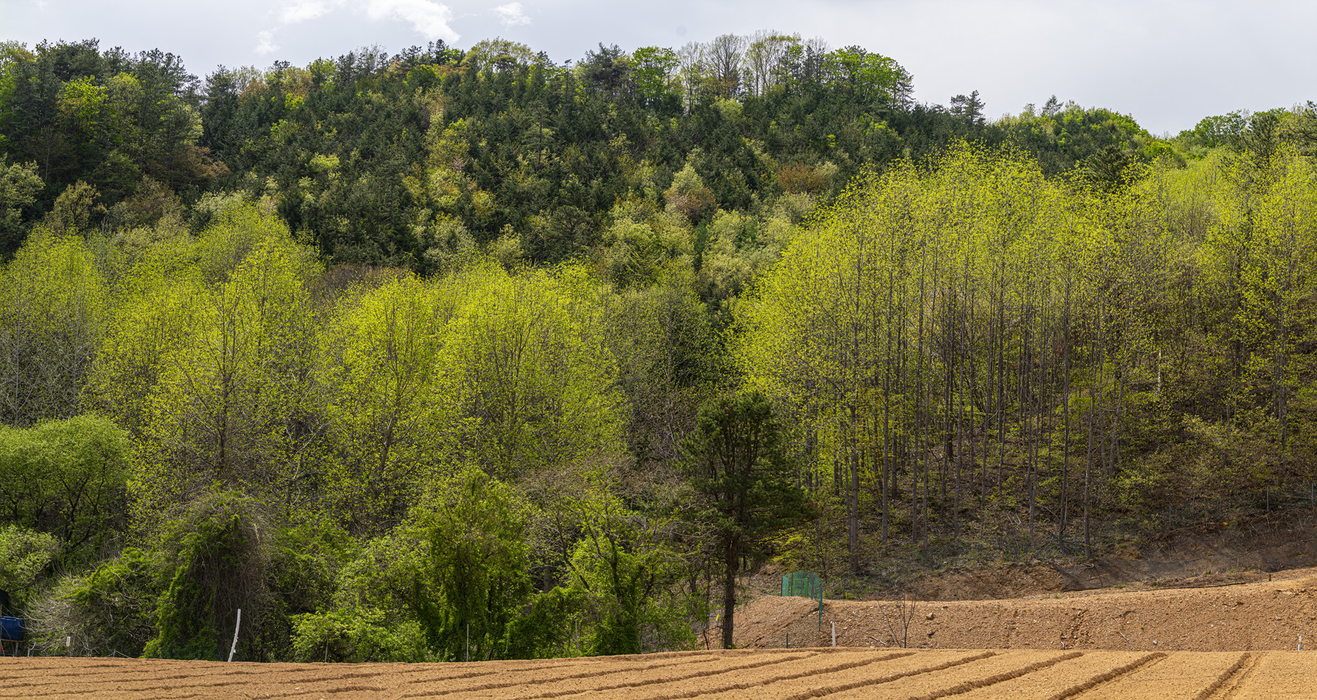 신록 8.jpg