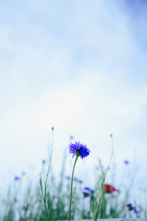 IMG_8911수레국화.JPG