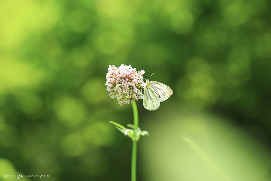 beantree220521_5243(fj)★.jpg