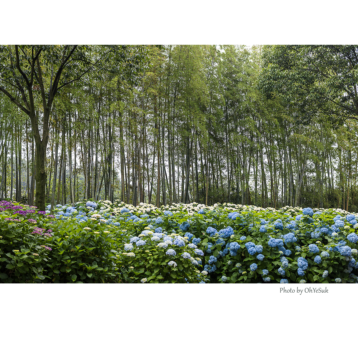 060A5954 복사 2.jpg