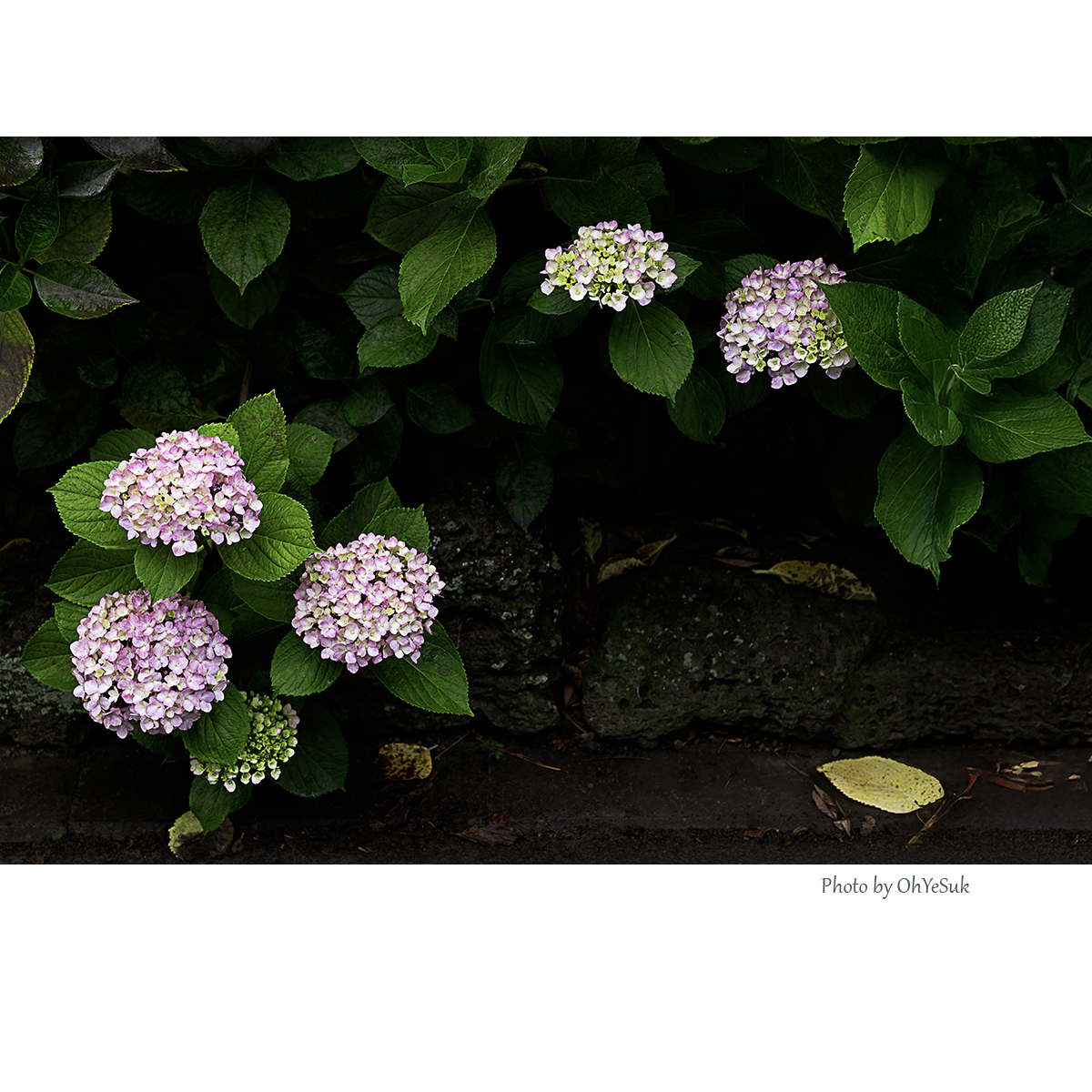 060A6064-3 복사 사본4 복사 사본.jpg